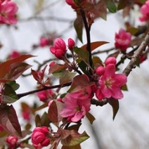 묘목/적엽꽃사과-로얄레드 접목 1년 B069