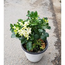 행복한꽃순이//오렌지자스민(15cm분)/꽃봉오리
