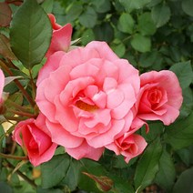 유럽장미 퍼니엘폴슨