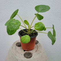 인기식물 기본필레아페페 소품 15-25cm 225