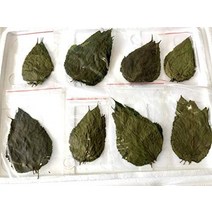 JungleAquashrimp Dry Mulberry Leaves 유기농 단백질 식품 크리스탈 레드 체리 새우 수족관 (잎 50개), 20 Count (Pack of 1)