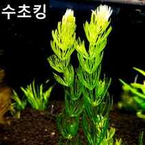 [수초킹] 키우기 쉬운 초보수초 마츠모 (붕어마름) 5촉