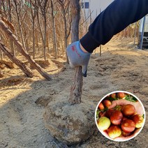 왕대추나무묘목 결실주 대왕대추나무, 왕대추6년생