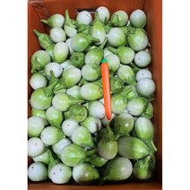 국내재배 태국가지 (1KG) 커밋가지 마크아 베트남 동남아 가지, 마크아 흰가지 1kg ត្របស្រួយស