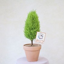 율마 공기정화식물 실내식물 화분 키우기쉬운식물 키우기, 01_율마