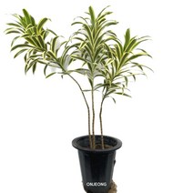 온정농원 드라세나 송오브인디아 95cm, 1개, 드라세나 송오브인디아 M