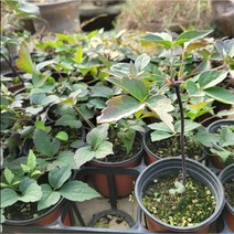 몬타나의아리 (산지직송야생화)