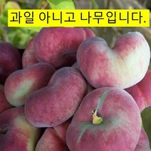 나무묘목 복숭아 (도넛피치 거반도) 접목1년 특묘 G0137