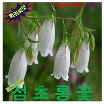 [제프파이썬+할인점] @(희귀꽃씨) 섬초롱꽃 15립무료배송상품~!!, 상세페이지 참조