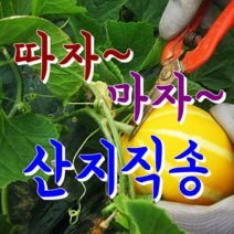 [성주참외] 꿀먹고 자란 아삭달콤한 성주참외.. 산지직배송, 1박스, 01.못난이 참외 2kg 랜덤or혼합과