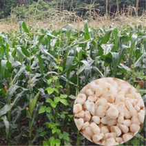 고산지대 강원도 정선 국내산 찰옥수수알 1kg 신선 백찰