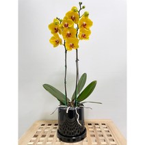 퀵 배송 농장직영배송 서울 경기 잠실개업화분 인사이동문구 교대승진축하난 문정축하화분 수서개업화분 서초승진축하난 장지승진난 서초승진난 잠실축하화분 문정축하화분 문정축하화분 퀵배송, 2.핑크