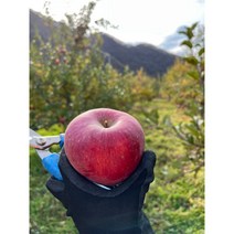 (22년 수확)양구 두타연 고냉지 꿀사과 부사 5kg 10kg 껍질째 먹는 사과 부사 시나노 스위트 농장직송 가정용 선물용, 13과~14과5kg