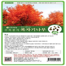복자기 단풍나무씨앗 20g 단풍나무씨앗