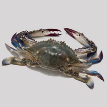 [덕화네꽃게] 가락시장 직판 꽃게 새우, 알배기 암게 일반용 4~5미(1kg), 1개