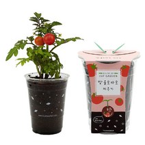 예스통상 <씨앗 식물 키우기 재배키트 50종> 강낭콩키우기 토마토키우기 원예체험 텃밭가꾸기 새싹키우기, 2. 컵가든_방울토마토 단품” class=”wr-img”></a></div></p></div></p></div></p></div><div class=