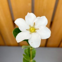 가꾸다 환엽치자나무 홑꽃 흰꽃 꽃향기, 1개