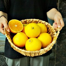 제주직송 고당도 제주 서귀포 황금향, 대과, 1개, 5kg