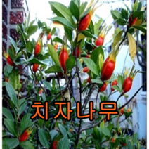 열매치자 나무 2년포트 5그루/유실수묘목/묘목/치자나무