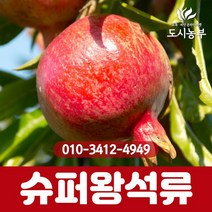 슈퍼왕석류 삽목2년 포트 나무 묘목 원예 복숭아