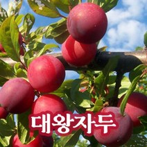 뿌리로템원예종묘_자두나무 묘목 왕자두 추희 후무사 접목1년 과일나무 유실수, 후무사 특묘 5주