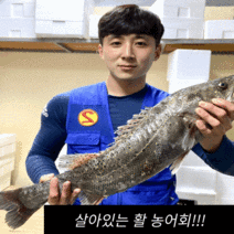 자연산 활 농어회 (한접시 /2.5kg / 3.5kg), 2~2.5kg, 필렛(오로시)
