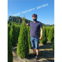 에메랄드그린나무 조경수 침엽수 관상수 4치 120L포트묘 미측백 울타리용 서울농원묘목, 에메랄드그린 4치포트묘