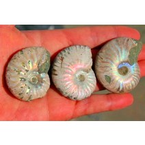 조개화석 암모나이트 화석 모로코에서 발견된 3개의 화석화된 달팽이 암모나이트 여러 가지, 3개 90-110g