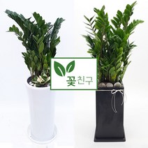 [알보] 꽃친구 금전수 돈나무 개업 축하 화분 전국당일배송 이사선물 식물