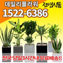 개업축하화분배달 개업식 인테리어식물 집들이 선물 금전수 스투키 산세베리아 만냥금 뱅갈고무나무 떡갈나무 알로카시아 소철 극락조 파키라 거실화분 실내화초, (선택42)행운목