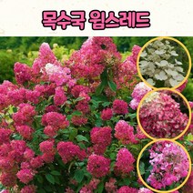 목수국 윔스레드(5치 포트) 나무묘목 / 노지월동 나무수국, 1개