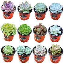 [다육e닷컴]다육이/실내공기정화식물/국민다육46종/초보자식물키우기/농장직배송/다육이닷컴, 33.을려심