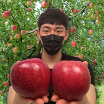 탐란다 17Brix 고당도 안동 부사 보조개 못난이 사과 5kg 10kg, 제수용 5kg 특대과