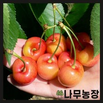 (나무농장) 체리나무 선발좌등금 접목1년 묘목