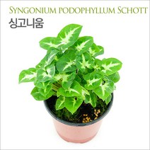 [킴아쿠아] 싱고니움 화분 공기정화식물 미세먼지제거