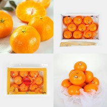 천혜향 3KG 8 10과 제주과일 제주도귤