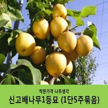 배나무묘목 묶음상품, 원황배1등묘(1단10주묶음)