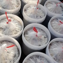 기장 생멸치 멸치젓갈 김장용 봄멸치 15k/20k/30k +거름망증정, 20kg 22년 봄멸치+2kg 마리젓
