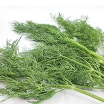 야채왕 허브 생잎 딜 Dill 1kg (실중량 0.9k - 1.0k ) 향신료