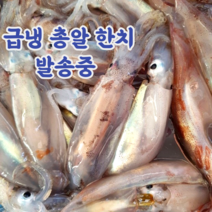 국내산 미니 총알 한치, 1kg, 1개