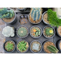 선인장 다육이 포트 난봉옥 금성 축옥 용신목철화 장군철화 백성, 축전, 1개