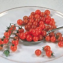 씨앗 앵두토마토 10립