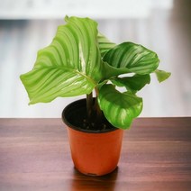 미미네아쿠아 칼라데아 키우기 오르비폴리아.미미네아쿠아