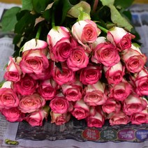 살루미아 장미꽃 (1단10송이)생화택배 (고속터미널꽃시장 직배송) 꽃예꽃, 비슷한 느낌의 꽃으로 변경(다른꽃or다른색), 월요일 구매시 (수~목요일 도착)