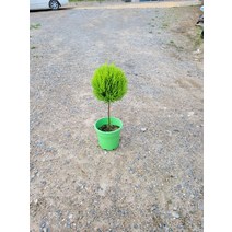 55~80cm 핫도그 외목대 율마 중대품 249