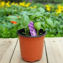 [모종가게] 스위트바질 화분 / 허브 쌈 채소 야채 키우기 허브 텃밭, 스위트바질화분