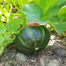 밤호박_제주도_미니밤호박_2kg_단호박_꼬마(250g내외) 49E3, 상세페이지 참조