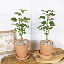 [토분 set] 키우기 쉬운 실내공기정화식물 반려식물 무늬 파비안느, 플라워 토분