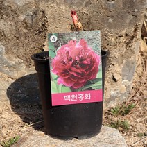 목단나무 묘목 (니홍환채 욱항 백원홍화 설영도화 황관 국내산 흰색목단) 모란꽃 1지