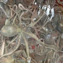 정성수산 고흥 중소 산낙지 5미(마리당90~120g), 단품